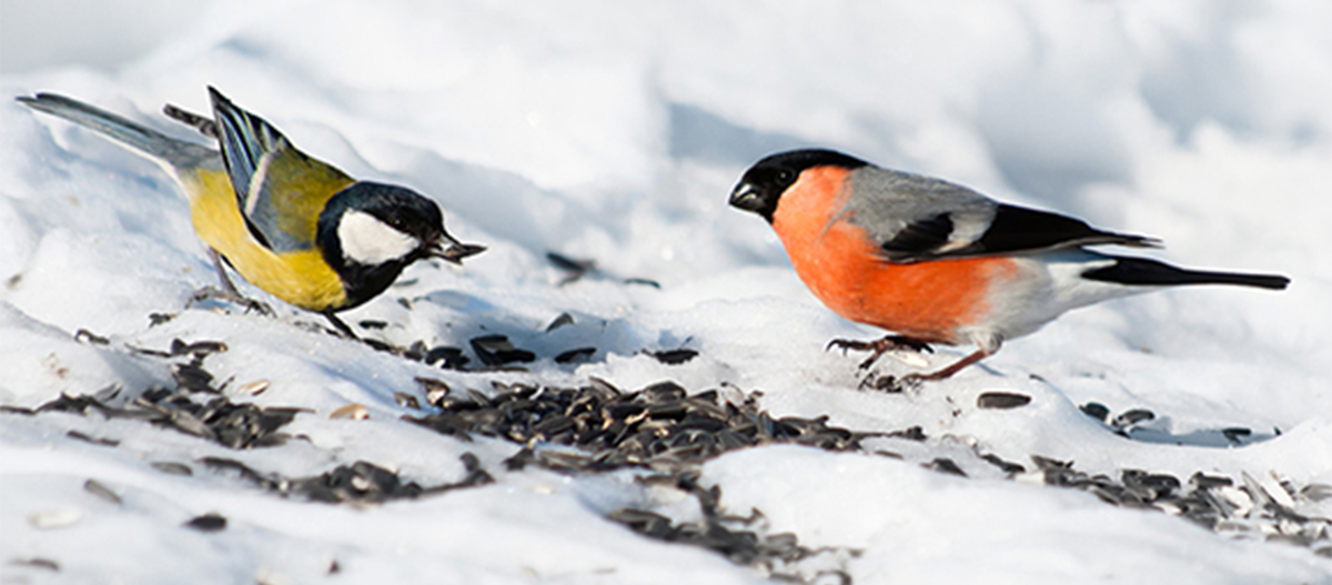 Ratgeber_Vogel_Buchfink_Futter_1200x527 Zwei Vögel, eine Kohlmeise und ein Gimpel, fressen Sonnenblumenkerne auf schneebedecktem Boden im Winter.