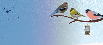 Drei bunte Vögel sitzen auf einem Ast neben einem Vogelfutterspender vor blauem Hintergrund mit Lichtpunkten.