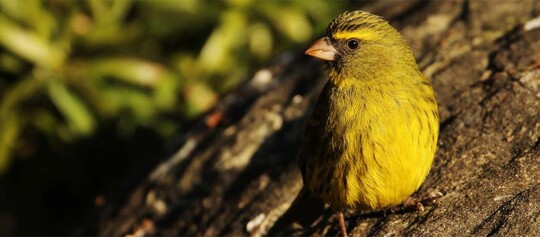 Nahaufnahme eines kleinen gelben Vogels auf einem Baumstamm mit grünem unscharfem Hintergrund