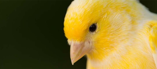 Nahaufnahme eines gelben Kanarienvogels mit leuchtend gelben Federn vor grünem Hintergrund