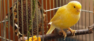 Gelber Kanarienvogel sitzt auf einem Ast in einem Vogelkäfig mit getrocknetem Sonnenblumenkopf als Futter.