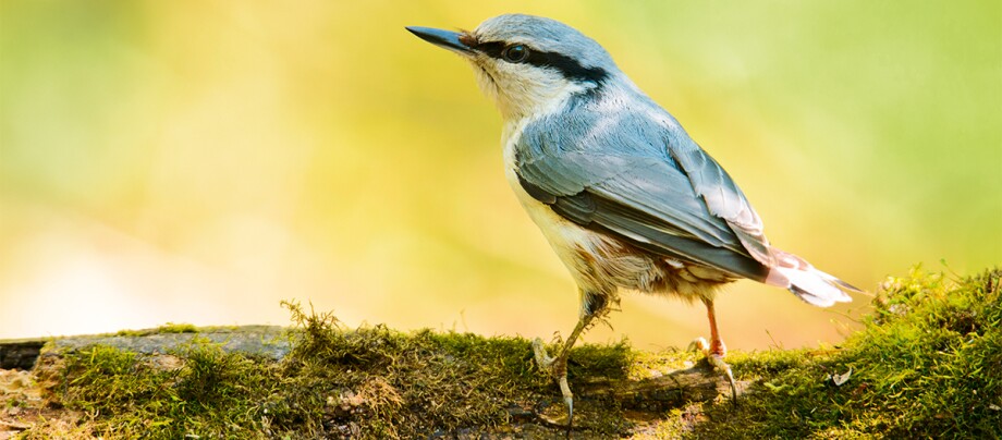Ratgeber_Vogel_Kleiber_Baum_1200x527 Kleiner Vogel mit blaugrauen Federn sitzt auf moosbedecktem Ast vor unscharfem gelb-grünem Hintergrund