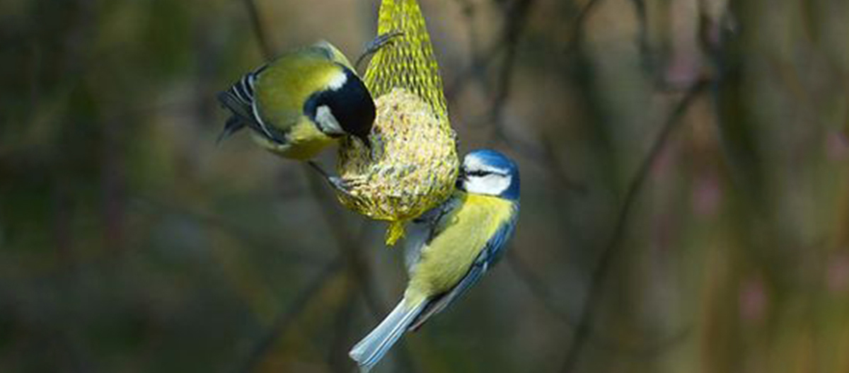 Zwei Vögel, eine Kohlmeise und eine Blaumeise, fressen an einem gelben Vogelfutterspender im Garten