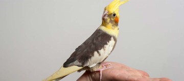 Ein Nymphensittich sitzt auf der Hand,