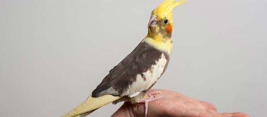 Nahaufnahme eines Nymphensittichs mit gelbem Kamm und orangen Wangen, der auf einer Hand sitzt