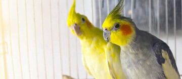 Zwei Nymphensttiche sitzen im Käfig.