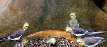 Mehrere Nymphensittiche beim fressen.