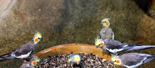 Mehrere Nymphensittiche beim fressen.
