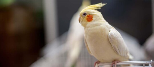 Weißer Nymphensittich mit gelber Haube und orangen Wangen, der auf einem Metallkäfig sitzt, Nahaufnahme