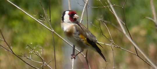Europäischer Stieglitz auf dünnen Zweigen mit rotem Gesicht und gelben Flügeln in natürlicher Umgebung