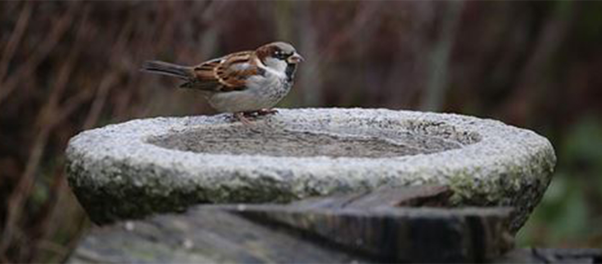 Ratgeber_Vogel_Vogeltraenke_1200x527 Eine Vogeltränke.