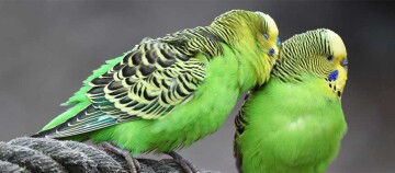 Zwei grüne Wellensittiche mit gelben und schwarzen Markierungen sitzen eng beieinander auf einem Seil und zeigen Zuneigung.