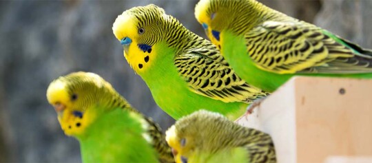 Vier bunte Wellensittiche mit grünen Körpern und gelben Köpfen sitzen dicht nebeneinander auf einem Holzbrett.