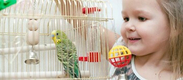 Glückliches kleines Mädchen betrachtet einen grünen und gelben Wellensittich in einem Vogelkäfig mit Spielzeug