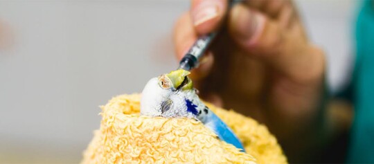 Nahaufnahme eines blauen Wellensittichs, der in einem gelben Handtuch eingewickelt ist und mit einer Spritze gefüttert wird.