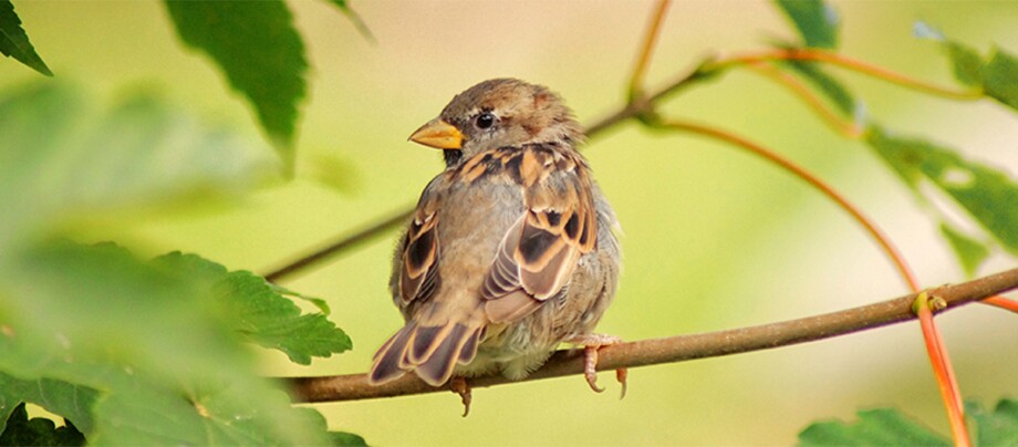 Kleiner Spatz sitzt auf einem dünnen Ast, umgeben von grünen Blättern in einer natürlichen Umgebung