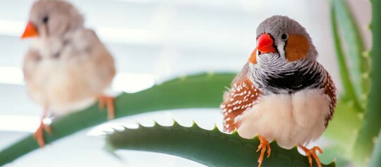 Zwei Zebrafinken sitzen auf den stacheligen Blättern einer Aloe-Pflanze, der Vogel im Vordergrund zeigt einen leuchtend orangefarbenen Schnabel und detailliertes Gefieder.