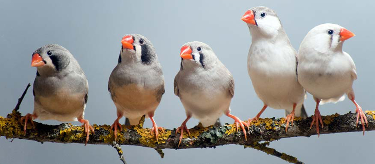 Ratgeber_Vogel_Zebrafinken_Stange_1200x527 Mehrere Zebrafinken sitzen auf einem Ast.