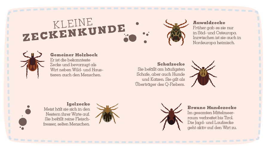 Zecken bei Katze Infografik