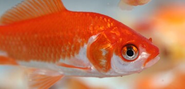 Goldfisch