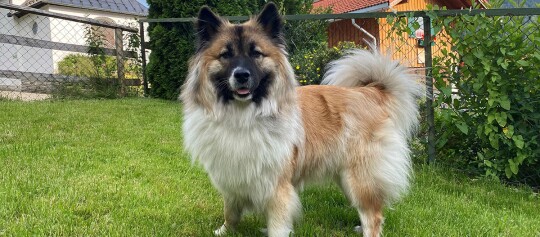 Fluffiger Hund mit mehrfarbigem Fell steht auf grünem Rasen im Garten vor einem Zaun und einem Holzhaus