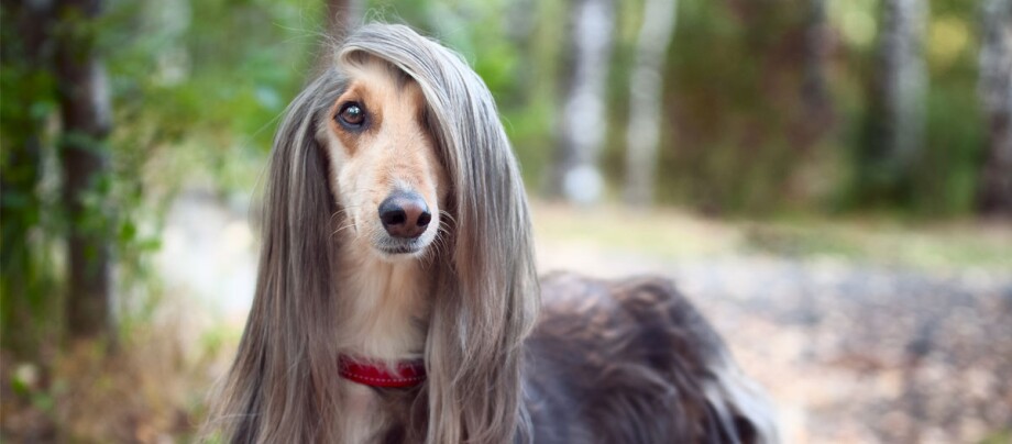 Afghanischer Windhund mit rotem Halsband schaut einen mit einem Auge an Afghanischer Windhund mit rotem Halsband schaut einen mit einem Auge an