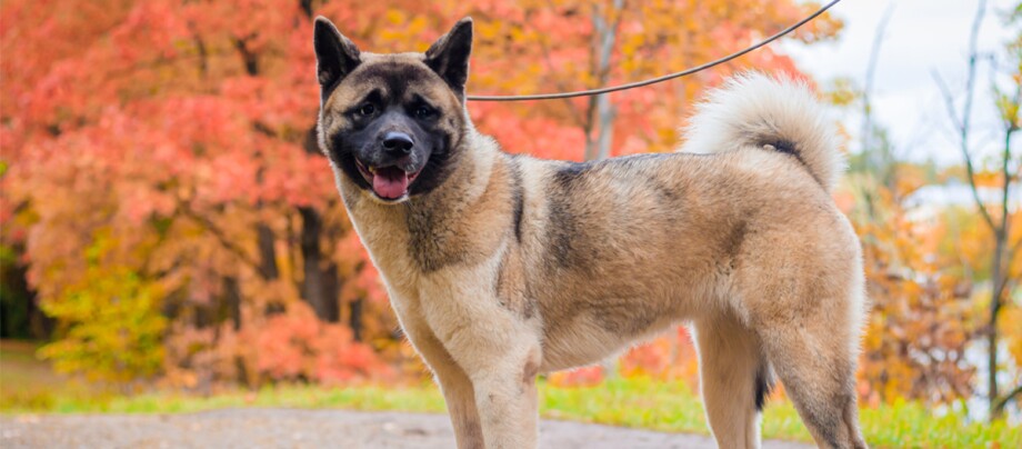 Akita Inu Hund an der Hundeleine steht im Wald Akita Inu Hund an der Hundeleine steht im Wald