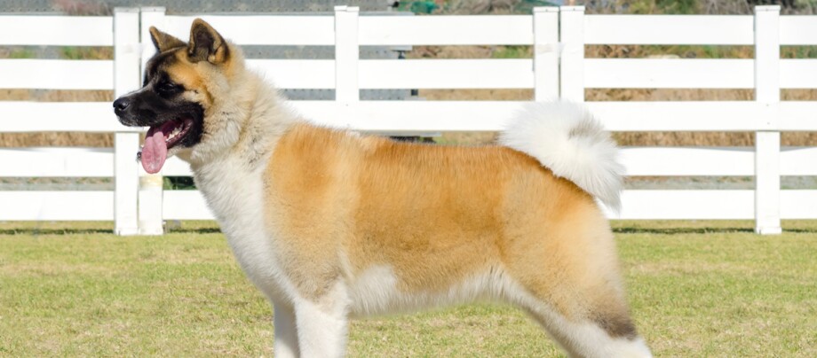 Seitenprofil eines American Akita Hundes vor einem weißen Zaun Seitenprofil eines American Akita Hundes vor einem weißen Zaun