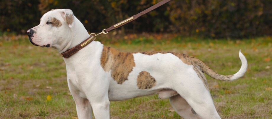 Seitenprofil vom American Bulldog Hund an einer braunen Leine Muskulöser weißer Hund mit gestromten Flecken und herzförmigem Muster auf der Seite, stehend auf Gras mit braunem Lederhalsband und Leine.