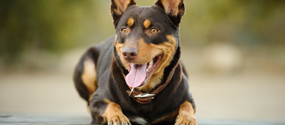 Australian Kelpie Hund liegt auf dem Boden Australian Kelpie Hund liegt auf dem Boden