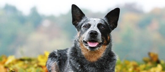 Glücklicher Australian Cattle Dog mit schwarzem, grauem und braunem Fell sitzt im herbstlichen Wald