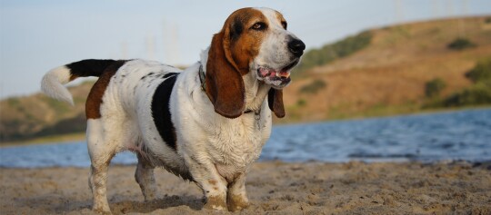 Basset Hound Hund am Sandstrand neben einem See mit braun-weiß-schwarzem Fell und langen Ohren