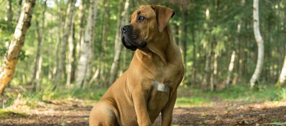 Boerboel Hund sitzt im Wald und schaut nach links Boerboel Hund sitzt im Wald und schaut nach links