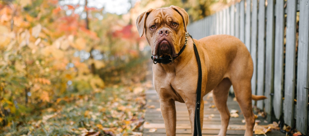 Großer brauner Hund mit schwarzem Halsband und Leine auf einem herbstlichen Holzweg neben einem Zaun