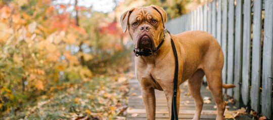 Großer brauner Hund mit schwarzem Halsband und Leine auf einem herbstlichen Holzweg neben einem Zaun