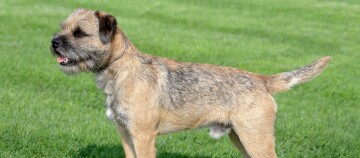 Border Terrier steht auf einer Wiese