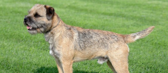 Border Terrier Hund mit drahtigem Fell steht auf grünem Grasfeld