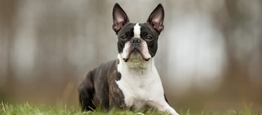 Boston Terrier Hund liegt auf grünem Gras mit aufmerksamem Blick