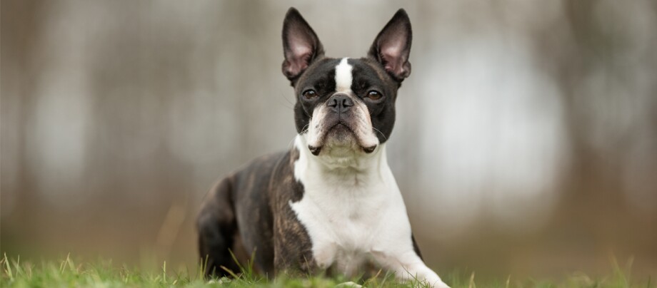 Boston Terrier liegt auf einer Wiese Boston Terrier Hund liegt auf grünem Gras mit aufmerksamem Blick