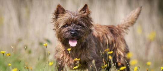Kleiner brauner Hund mit zotteligem Fell steht glücklich in einem Feld mit gelben Wildblumen
