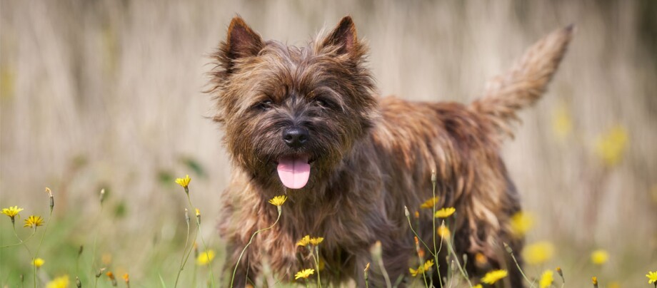 Kleiner Cairn Terrier Hund steht im Blumenfeld Kleiner brauner Hund mit zotteligem Fell steht glücklich in einem Feld mit gelben Wildblumen