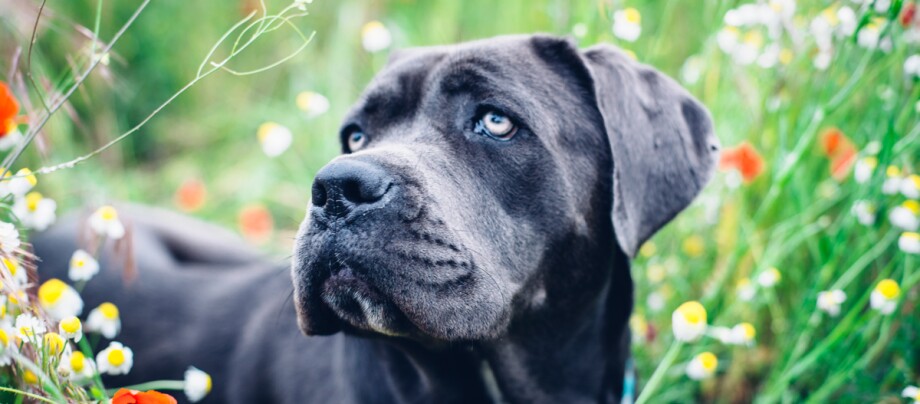 Cane Corso Hund liegt auf einer Blumenwiese Nahaufnahme eines großen schwarzen Hundes mit blauen Augen, der in einem blühenden Wildblumenfeld liegt.