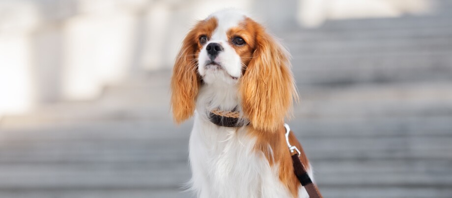 Kleiner Cavalier King Charles Spaniel Hund sitzt und ist an der Leine Cavalier King Charles Spaniel mit weiß-rotbraunem Fell sitzt draußen vor steinernen Treppen