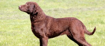 Großer brauner Chesapeake Bay Retriever Hund steht auf einer Wiese