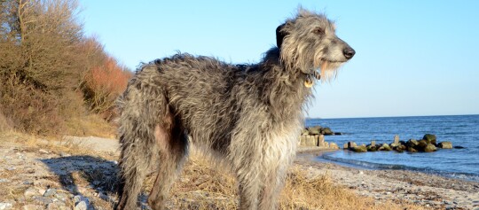 Großer, zotteliger grauer Hund mit Halsband steht am felsigen Strand neben dem ruhigen Meer unter klarem blauem Himmel.