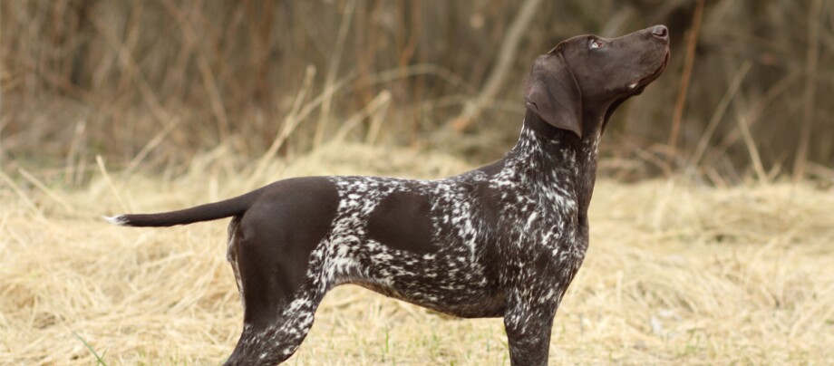 ratgeber_hund_rasse_portraits_deutsch-kurzhaar_1200x527 Deutscher Kurzhaariger Vorstehhund steht aufmerksam in der Natur auf trockenem Gras mit braun-weiß gesprenkeltem Fell