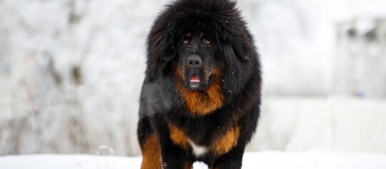 Großer Tibetischer Mastiff mit dichtem schwarzem und braunem Fell steht im Schnee an einem kalten Wintertag