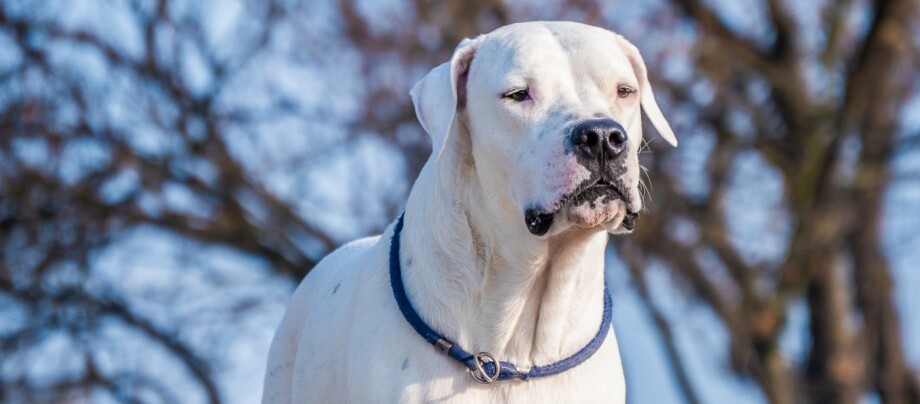 ratgeber_hund_rasse_portraits_dogo-argentino_1200x527 Großer weißer Dogo Argentino Hund mit blauem Halsband