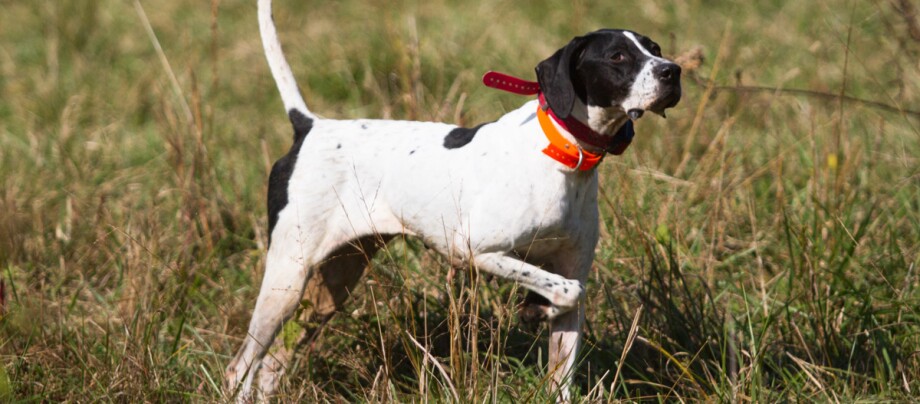 ratgeber_hund_rasse_portraits_english-pointer_1200x527 English Pointer Hund steht auf einer Wiese