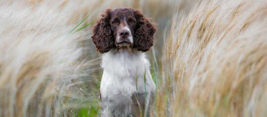 Englischer Springer Spaniel steht aufmerksam inmitten eines goldenen Weizenfeldes